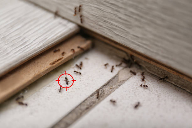 Best Emergency Pest Control  in Newton, TX