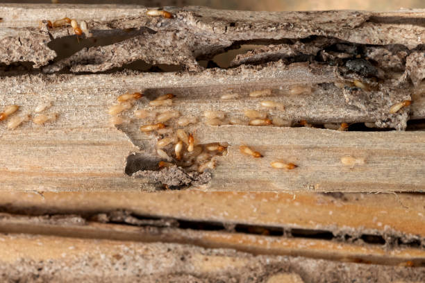Best Exterminator Services  in Newton, TX
